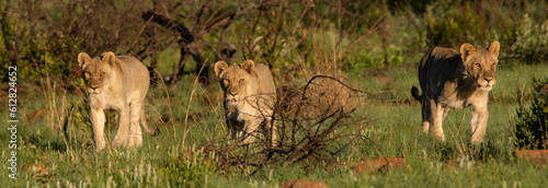 Panoramic of three young lions walking through the grass towards the viewer