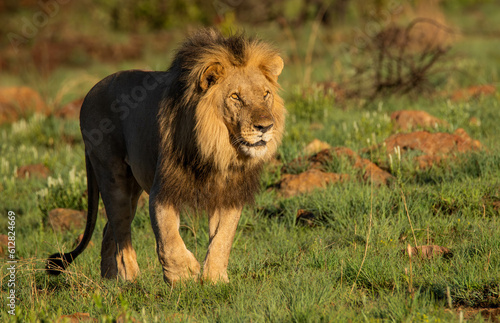 black maned male lion walking though the grass facing right