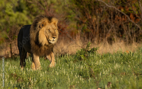 Male lion waking though green grass