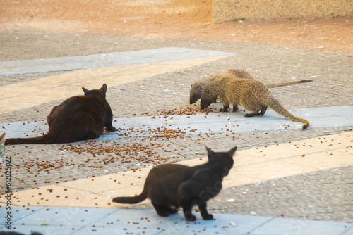 Mongoose life on city streets photo