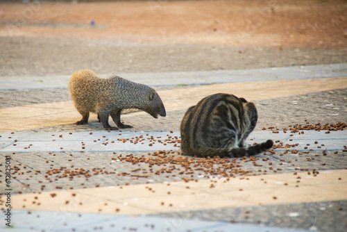 Mongoose life on city streets photo