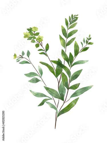 Wild flower isolated. Watercolour herb illustration