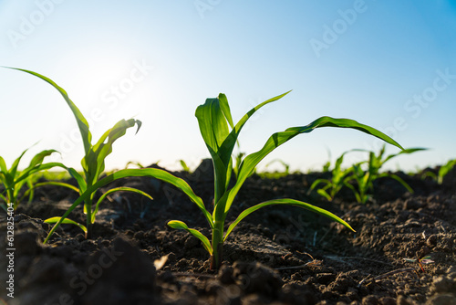 Fresh green corn plants on the field in summer. Young corn crops during the period of active growth. Rows of young corn plants. Agricultural crops in the open field