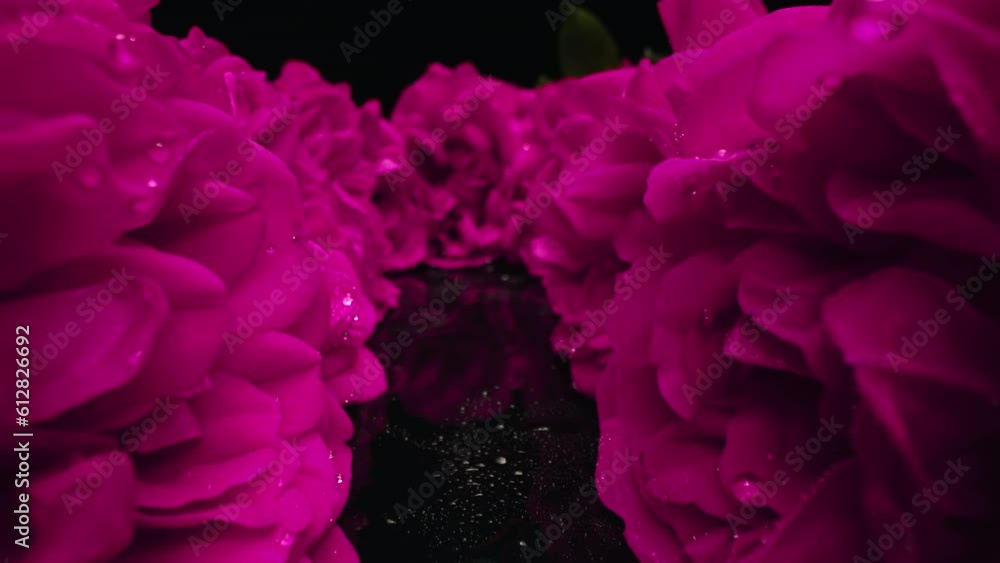 Macro view, slider on aisle flowering roses, petals with dew drops.Floral carpet Macro view, slider on aisle flowering roses, petals with dew drops.Floral carpet