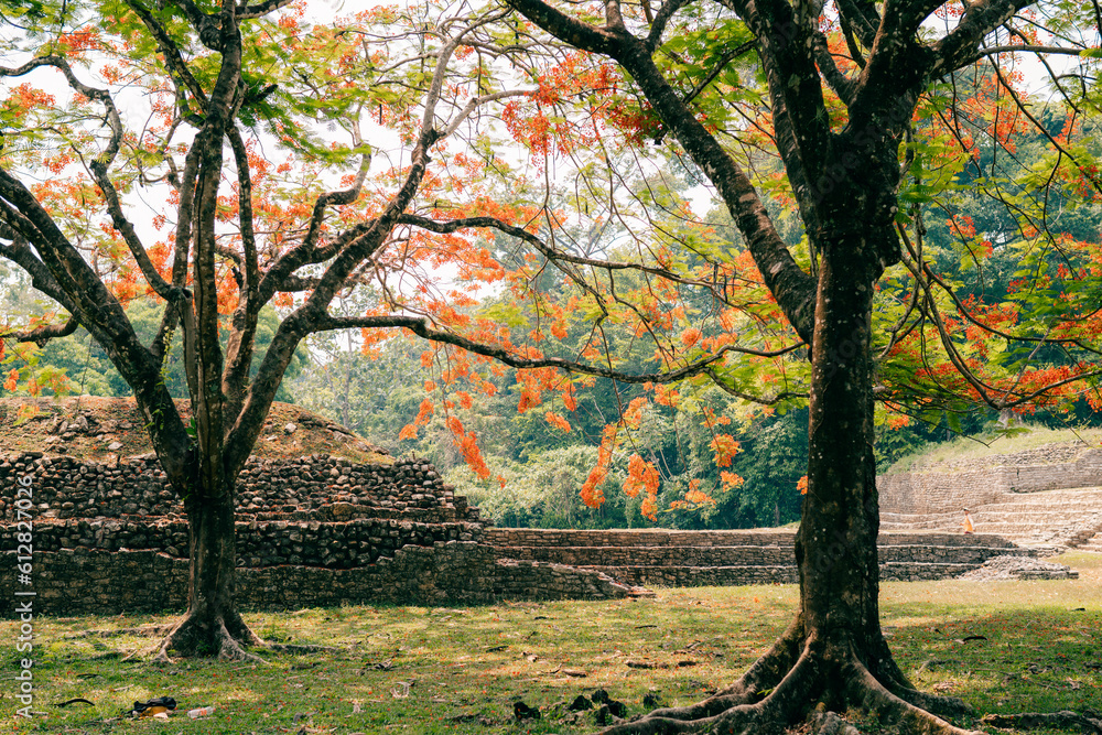 Fototapeta premium Mayan ruins in Palenque, Chiapas, Mexico.