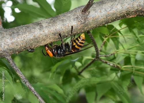 Vespa mandarinia (Asian giant hornet) and fly  photo