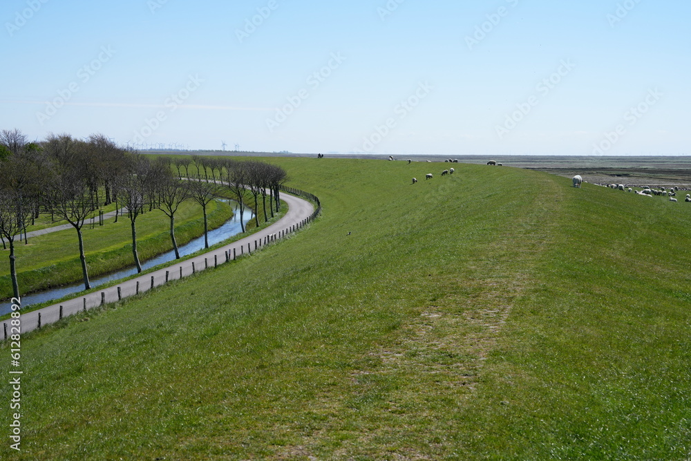 Nordseedeich mit Deichverteidigungsweg, Straße, Bäumen, Kanal, Wasser und Schafen bei Friedrichskoog, Deutschland, Europa