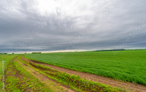 Spring photography  rural landscape  dirt road through young wheat fields  a wide way leading from one place to another  especially one with a specially prepared surface that vehicles can use.