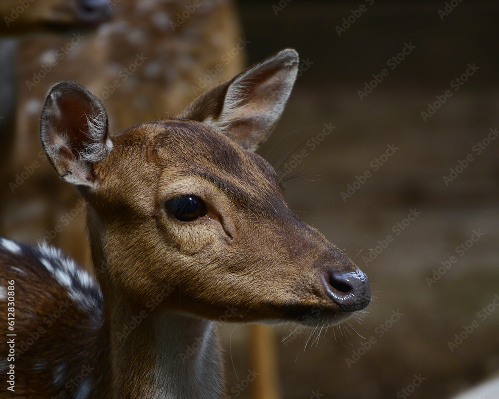 The chital, Axis axis, also known as spotted deer, chital deer, and axis deer, is a species of deer that is native to the Indian subcontinent include Indonesia