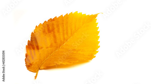 Autumn leaves on a white background. Autumn is everyone s favorite season. The leaves are changing color  the air is crisp and the weather is perfect for outdoor activities.