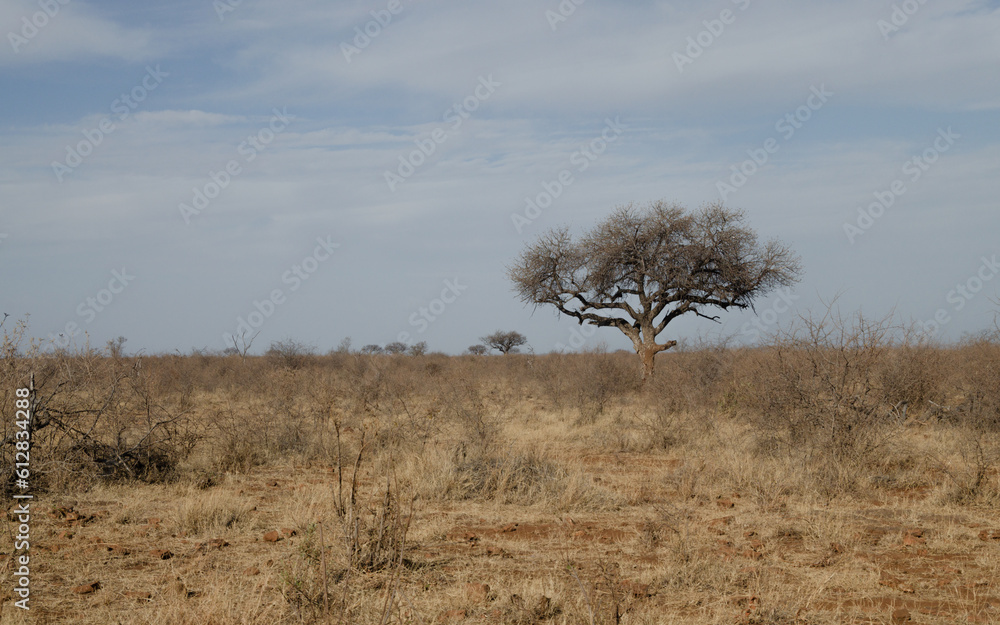 Amarula Tree in the South African Savanna: Symbol of Abundance and Natural Wonder Amarula Tree in the South African Savanna: Symbol of Abundance and Natural Wonder