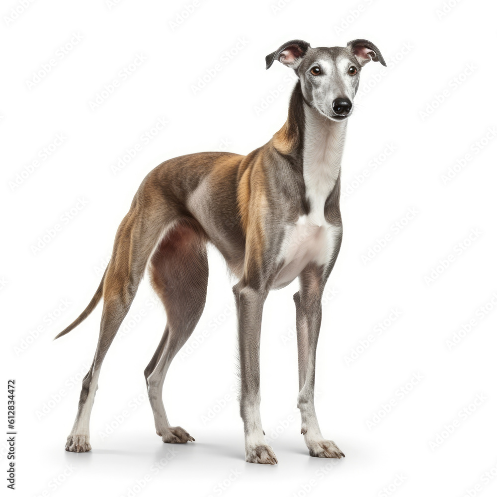 Greyhound dog isolated on a white background, ai generative