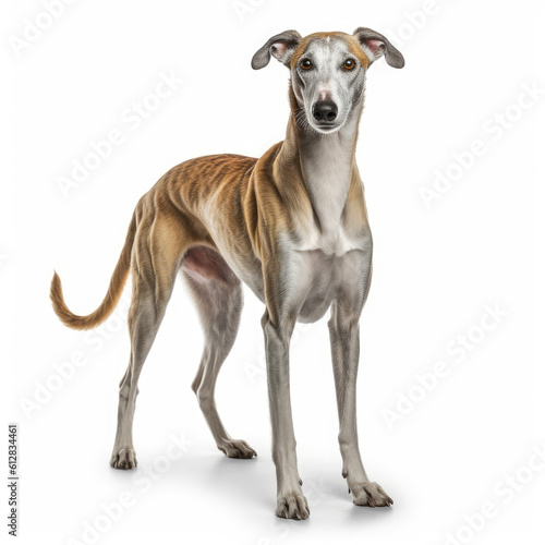 Greyhound dog isolated on a white background, ai generative