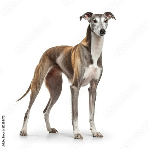 Greyhound dog isolated on a white background  ai generative