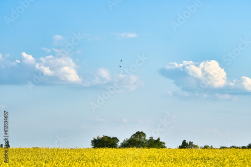 Rape with yellow flowers on the canola field. Cloudy sky. Product for edible