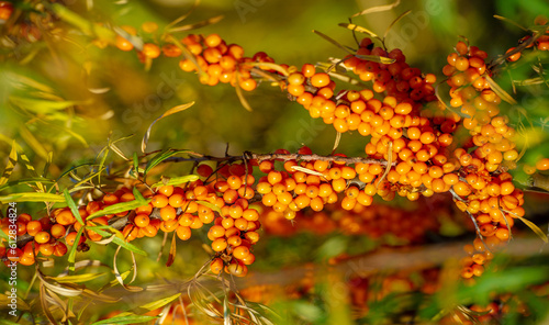 Sea buckthorn contains vitamins A, B1, B2, B6, C and other active ingredients. It may have some activity against stomach and intestinal ulcers and heartburn symptoms.