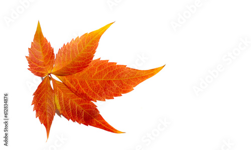 Autumn leaves on a white background Autumn colors are fun. They are so bright, rich and beautiful As if nature is trying to fill you with colors, saturate you so that you have time to stock up earlier © Татьяна Мищенко