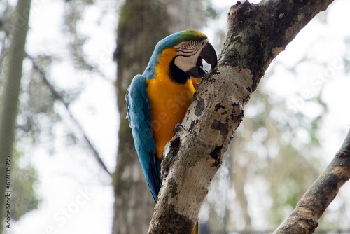 Parrot in the ornithological park of Foz Do Iguacu