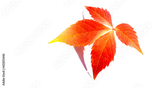Autumn leaves on a white background. Anyone who thinks fallen leaves are dead has never seen them dance on a windy day.