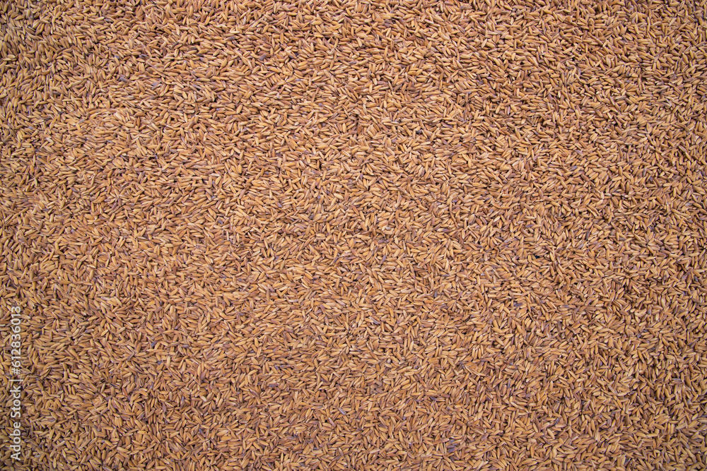 Golden Dry Paddy seed Texture Background natural view Golden Dry Paddy seed Texture Background natural view