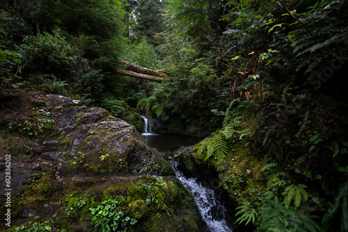 Nature trails, waterfalls, and textures, in Quinault Rainforest in Washington State photo