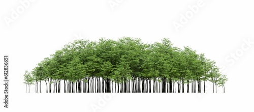 group of trees isolated on a white background, big trees in the forest, 3D illustration, cg render  © vadim_fl