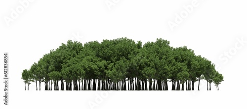 group of trees isolated on a white background, big trees in the forest, 3D illustration, cg render  © vadim_fl