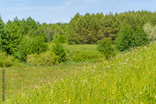 summer landscape, meadow fields, ravines, rowan pine trees hazel, wildflowers, European part of the earth © Татьяна Мищенко