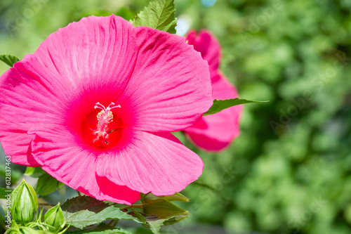 Hibiscus rosa-sinensis, Chinese rose. Hibiscus flower tea is known by many names and is served both hot and cold. The drink is known for its red color, tart taste and vitamin C content. © Татьяна Мищенко