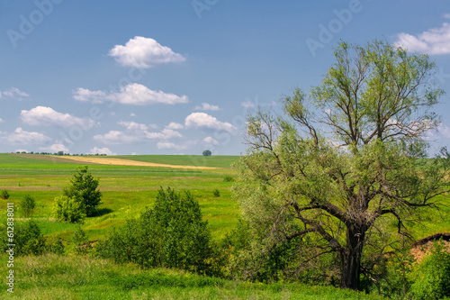 Summer landscape  ravines  meadows  green grasses of the summer landscape  the European part of the earth  sultry summer