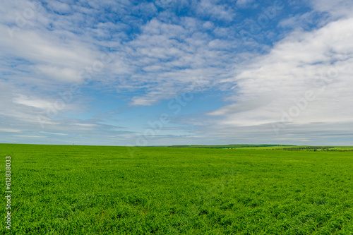 Spring photography, landscape with a cloudy sky. Young wheat, green sprouts, cereals, as well as its grains, from which white flour is prepared
