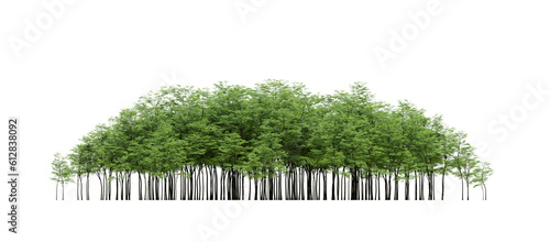 group of trees isolated on a transparent background, big trees in the forest, 3D illustration, cg render © vadim_fl