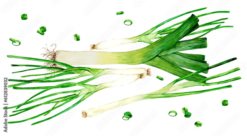 Watercolor set of young green onions, whole and trimmed feathers and a bunch of hand-drawn slices. leek and green onion - fragrant kitchen herbs, spices for mediterranean cuisine. Watercolor set of young green onions, whole and trimmed feathers and a bunch of hand-drawn slices. leek and green onion - fragrant kitchen herbs, spices for mediterranean cuisine.