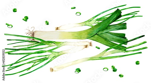 Watercolor set of young green onions, whole and trimmed feathers and a bunch of hand-drawn slices. leek and green onion - fragrant kitchen herbs, spices for mediterranean cuisine.