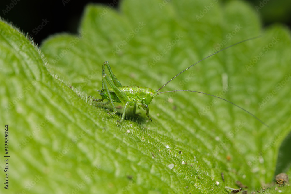 Fototapeta premium Small insect in the garden, macro photography, nature wildlife, selective focus