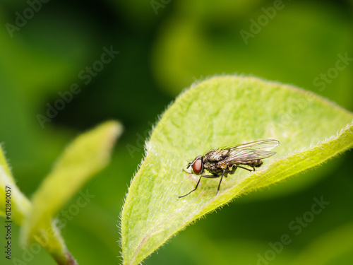 Small insect in the garden, macro photography, nature wildlife, selective focus © Andris
