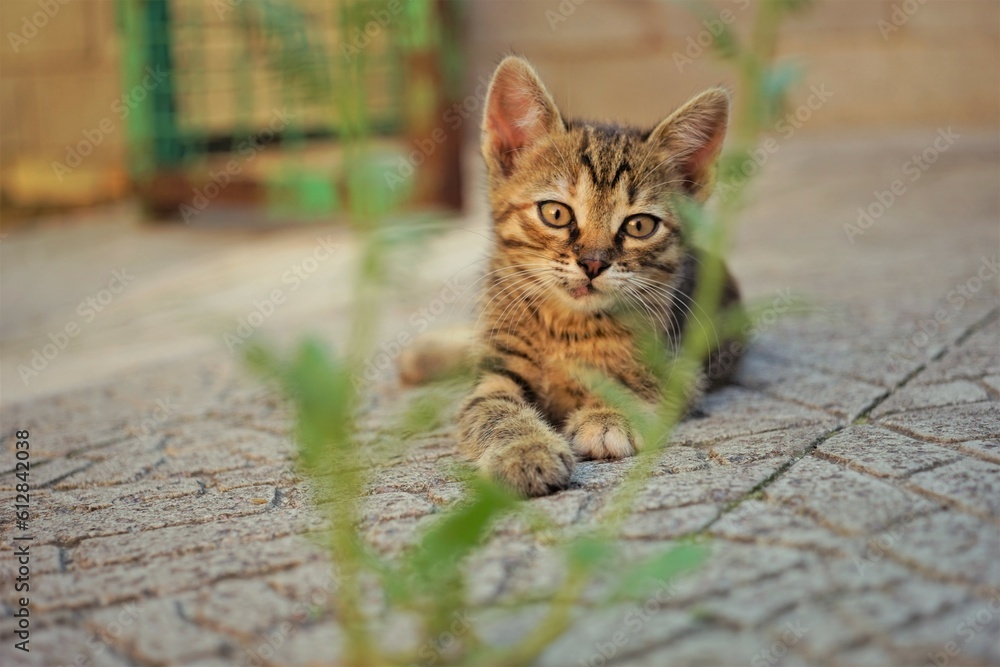 Obraz premium Cute tabby kitten is lying on the stone floor of the courtyard in summer day.