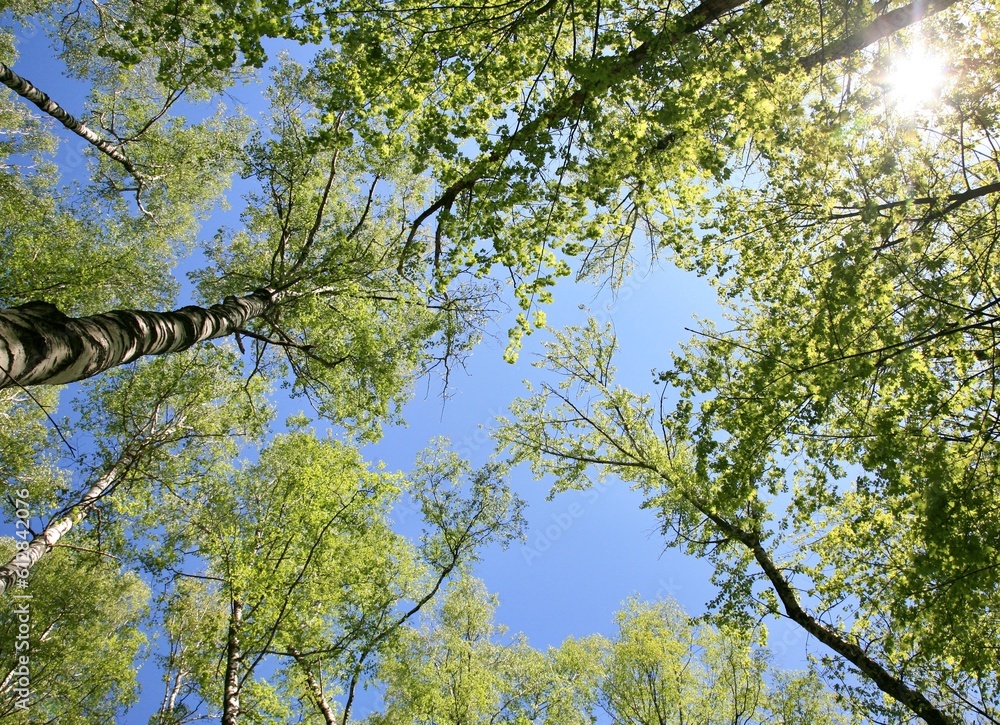 Fototapeta premium Birches with the first spring leaves against the blue sky in the sun