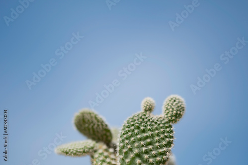 Close up of cactus thorn of cute bunny cactus cactus with buuny ear shape on blue sky background. beauty of nature, abstract cute and frsh background for cactus lover.