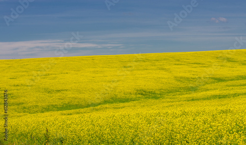 Rapeseed  Brassica napus subsp. Napus  with bright yellow flowering  cultivated thanks to oil-rich seeds  canola is an important source of vegetable oil and a source of protein flour.