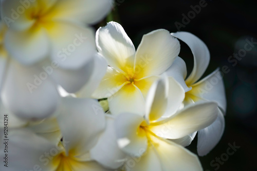 White elegant Fraggipani or Plumeria flower with yellow shading in middle, background is black and blue tone, mystery feeling, relaxing, and beautifull of nature for photo book.