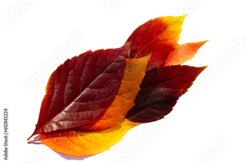 Autumn leaves on a white background Autumn colors are fun. They are so bright, rich and beautiful As if nature is trying to fill you with colors, saturate you so that you have time to stock up earlier