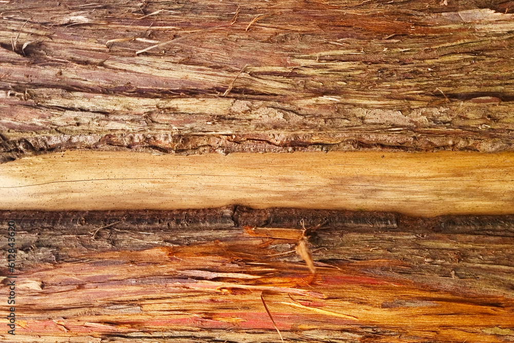 The texture of the bark of the tree, the background of the tree trunk. Sequoy. The texture of the bark of the tree, the background of the tree trunk. Sequoy.