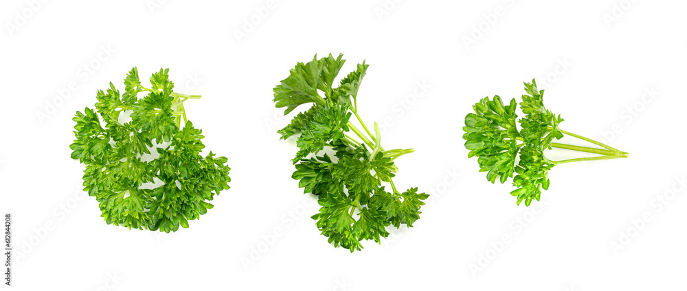 Parsley Twig Isolated, Cilantro Leaves, Raw Garden Parsley Twig, Fresh Curly Chervil Sprig, Corriender Leaves Parsley Twig Isolated, Cilantro Leaves, Raw Garden Parsley Twig, Fresh Curly Chervil Sprig, Corriender Leaves