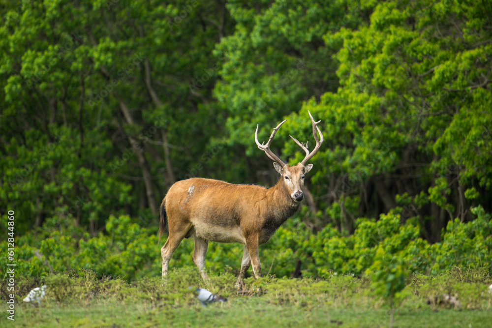 portrait for a standing male elk