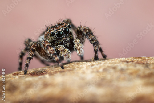 Small cute jumping spider with big black eyes on brownish pink background