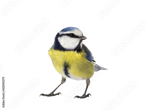 Blue tit bird looking to the right and isolated from the background