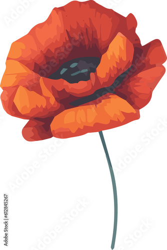 realistic watercolor poppy flower painting