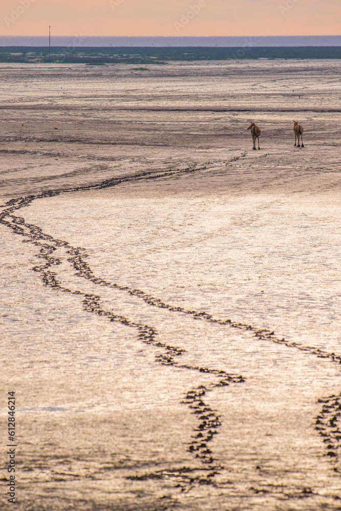footprint of two elk waking on the mud beach in sunrise