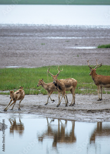 a group of elk walk by river with their reflection